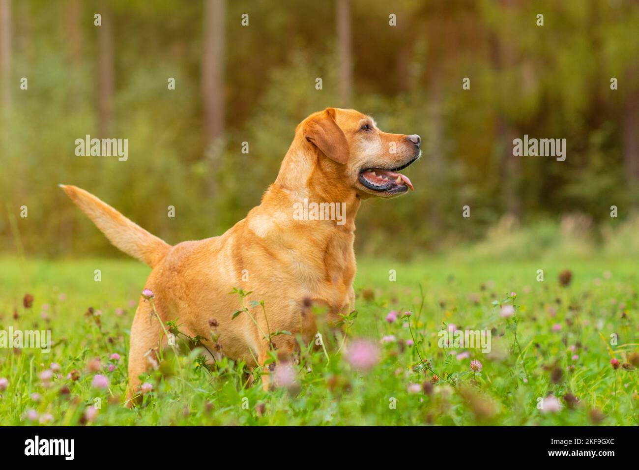 Labrador Retriever Stock Photo