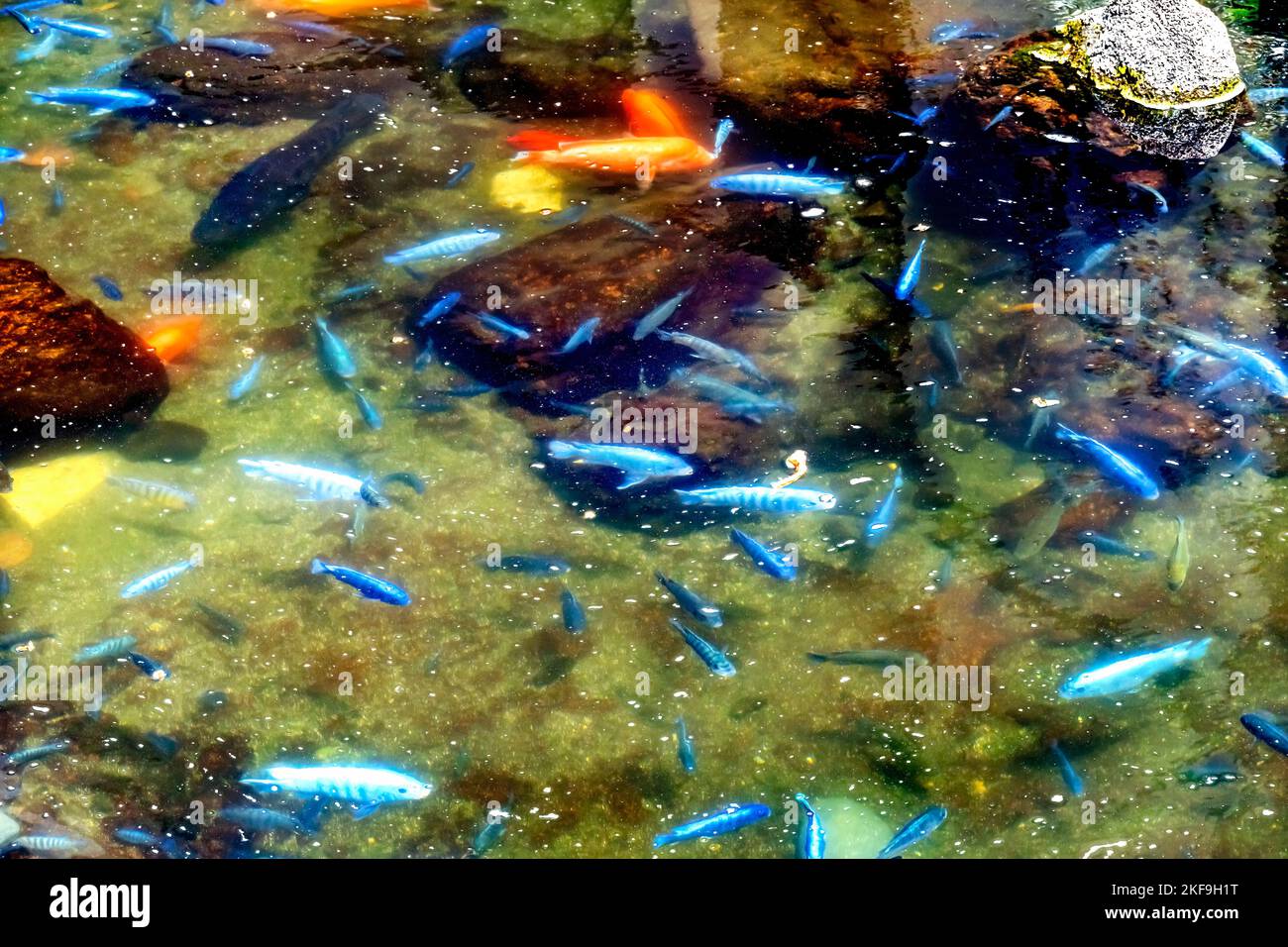Blue Hap Fish Orange Koi Fish Small Fresh Water Pond Waikiki Honolulu