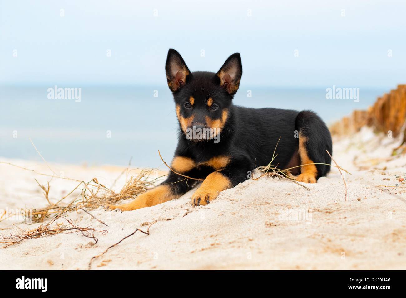 Australian Kelpie Puppy Stock Photo Alamy
