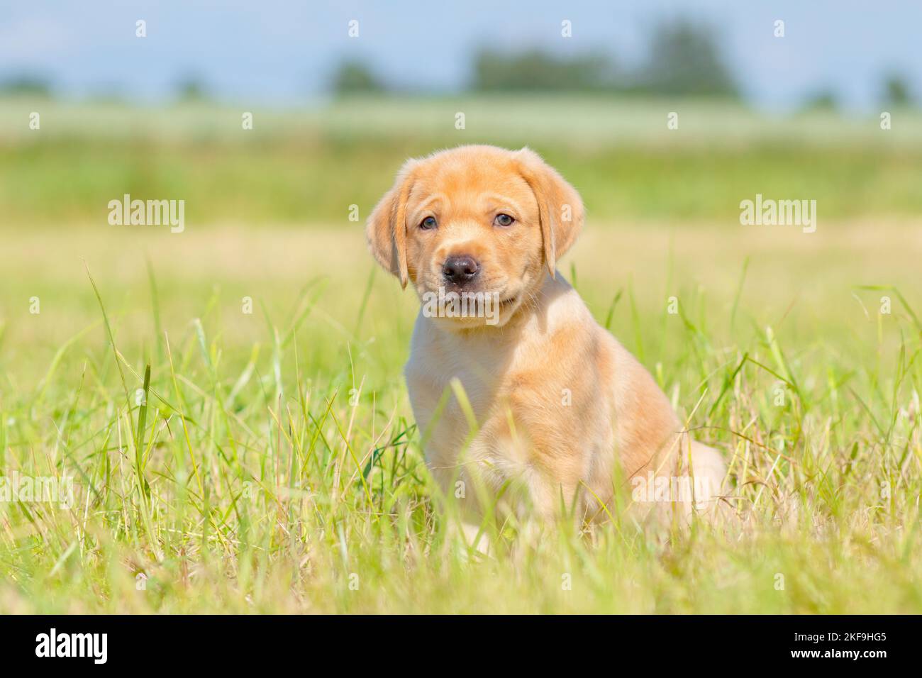Yellow labrador retriever 1 month hi-res stock photography and images ...