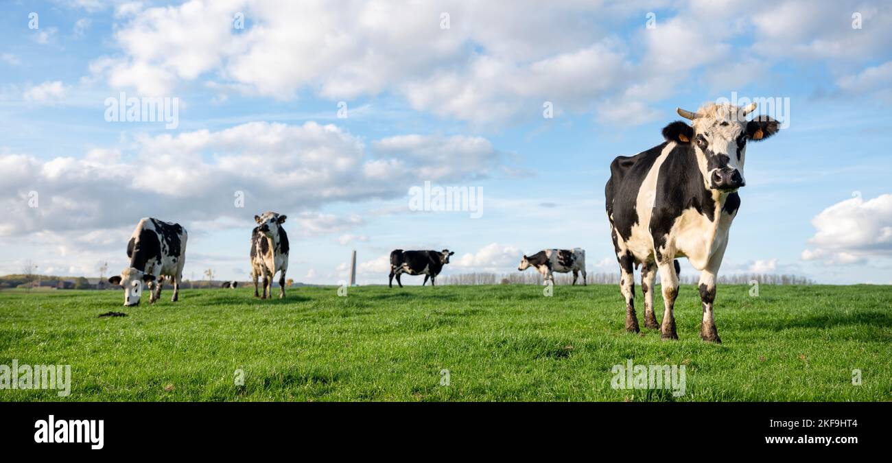 black and white cows in green grassy belgian meadow of countryside between brussels and charleroi under blue sky Stock Photo