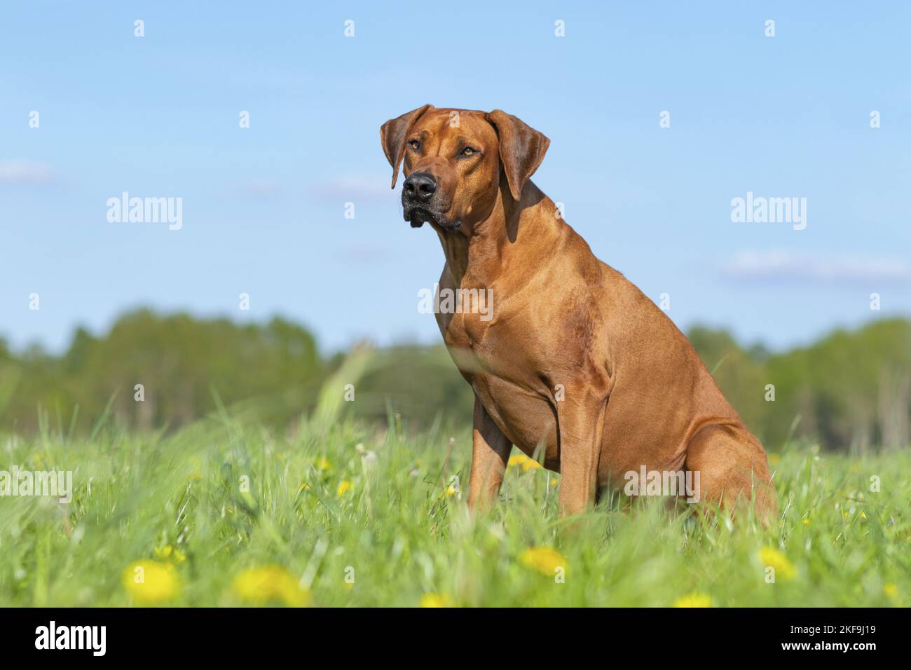 Lion sits in grass hi-res stock photography and images - Alamy