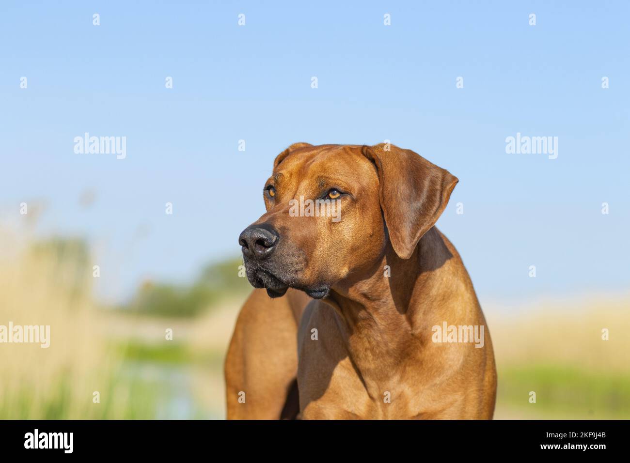 Rhodesian Ridgeback in summer Stock Photo - Alamy