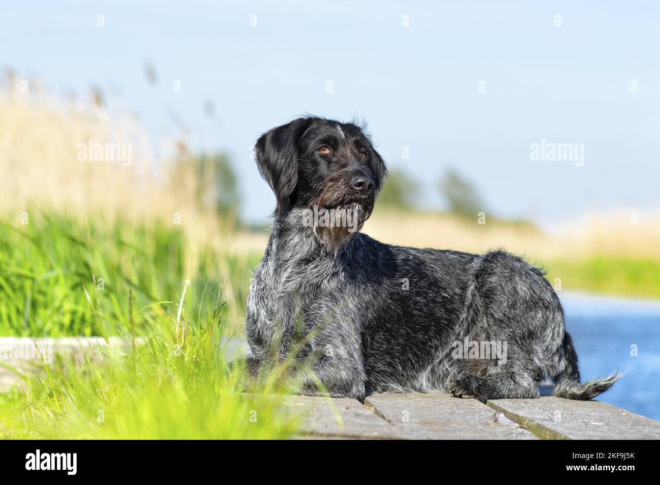 German wirehaired Pointer in summer Stock Photo