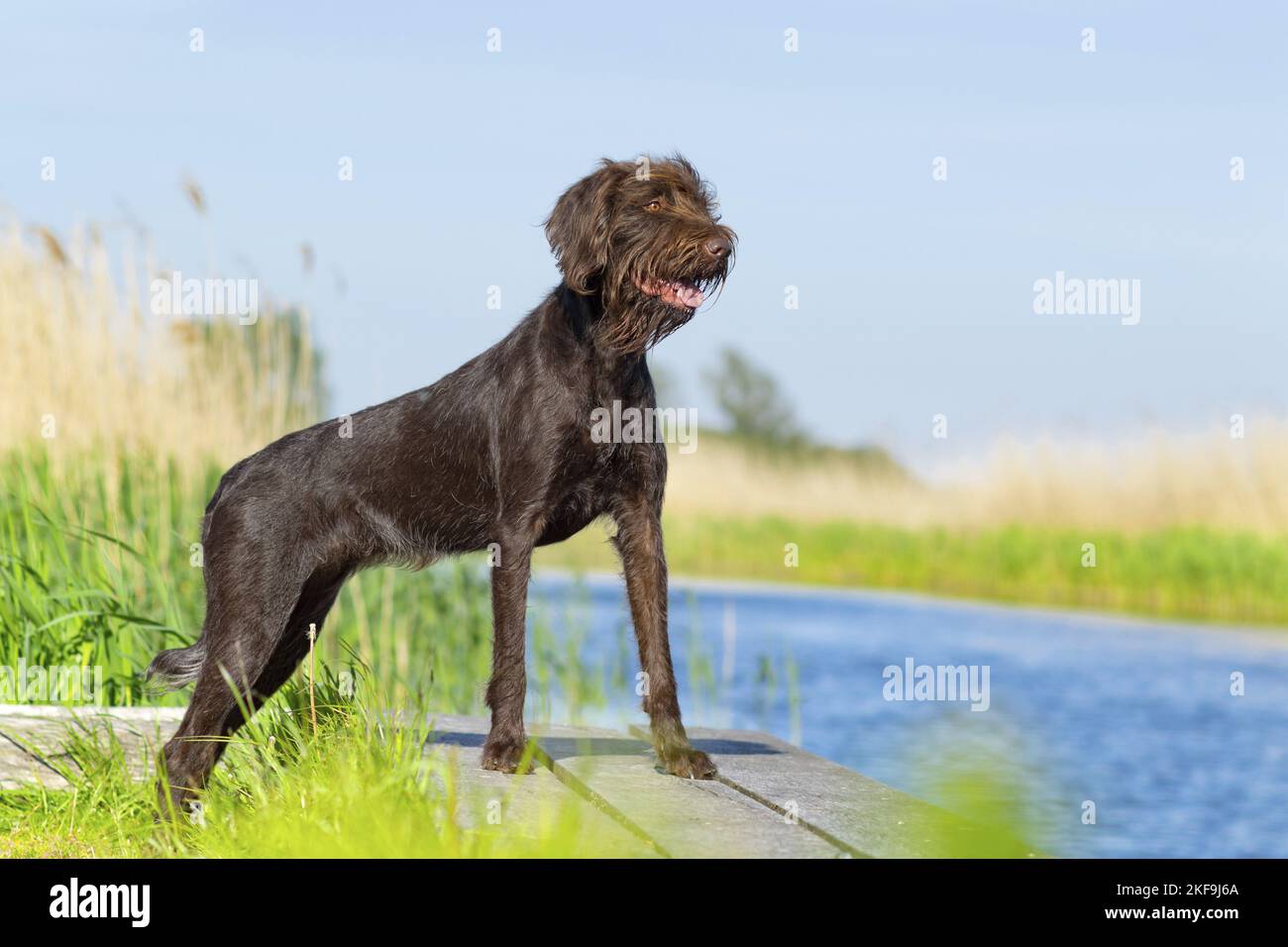 German Brokencoated Pointing Dog in summer Stock Photo Alamy