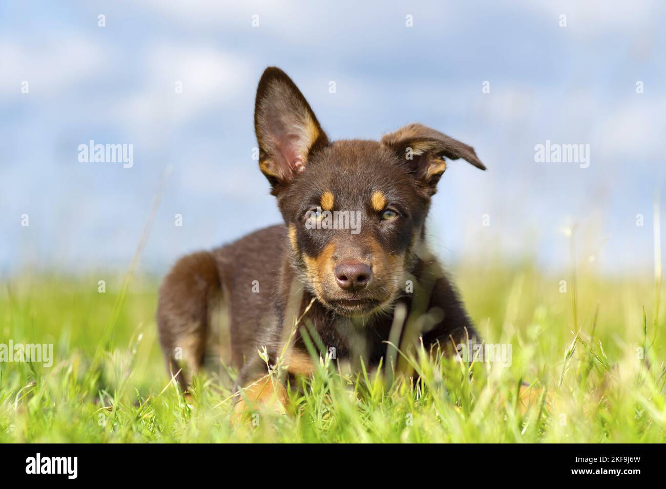 Australian Kelpie Puppy Stock Photo Alamy