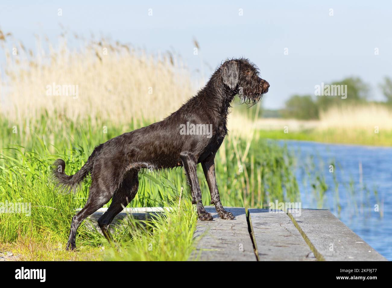 German Brokencoated Pointing Dog in summer Stock Photo Alamy