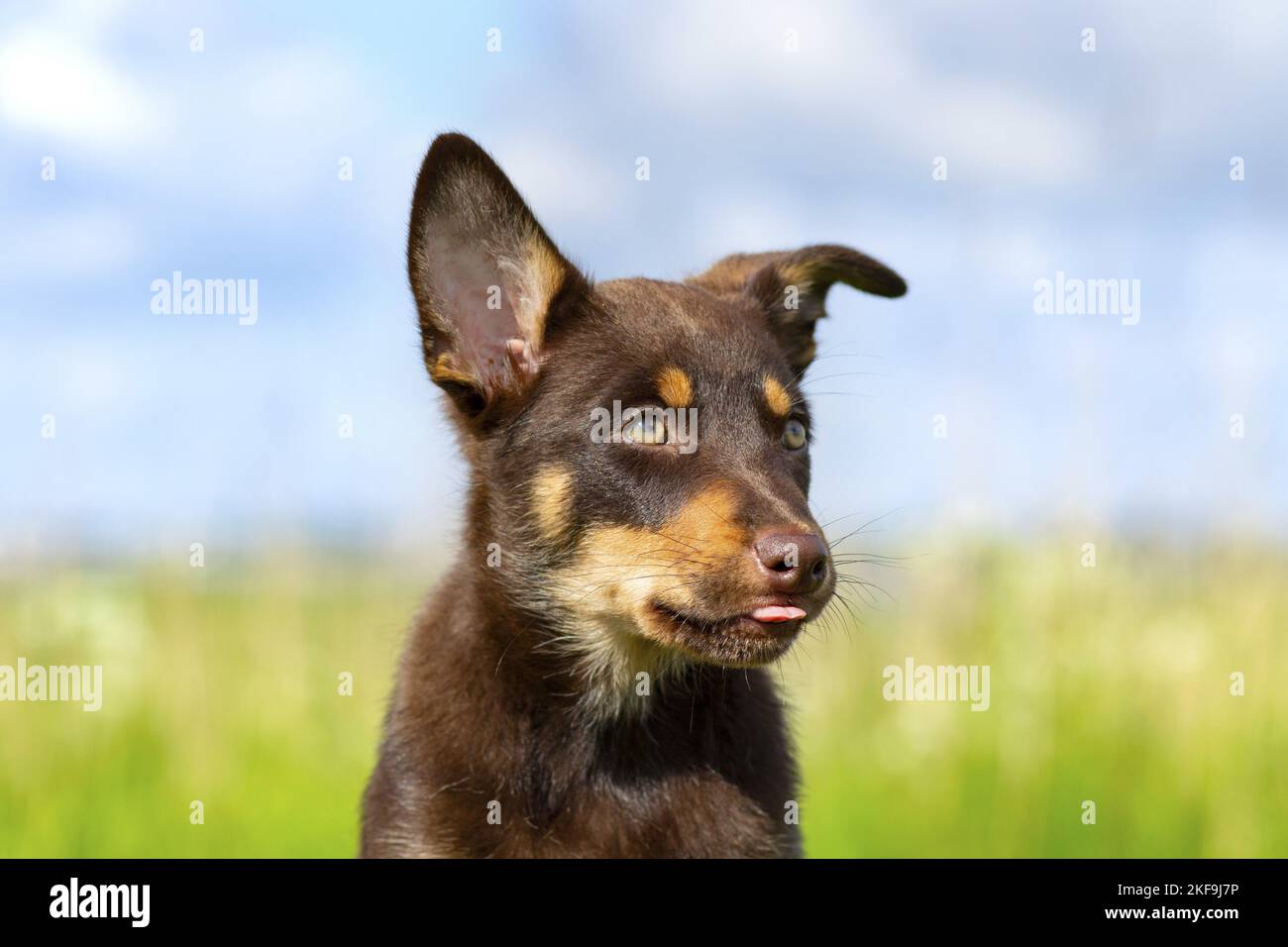 Kelpie puppies store free uk