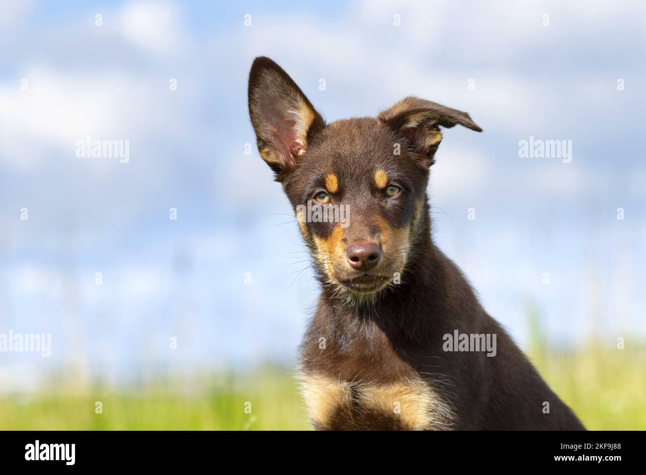 Australian Kelpie Puppy Stock Photo Alamy