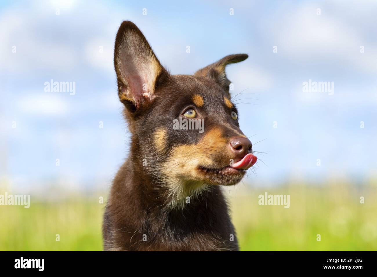 Australian Kelpie Puppy Stock Photo Alamy