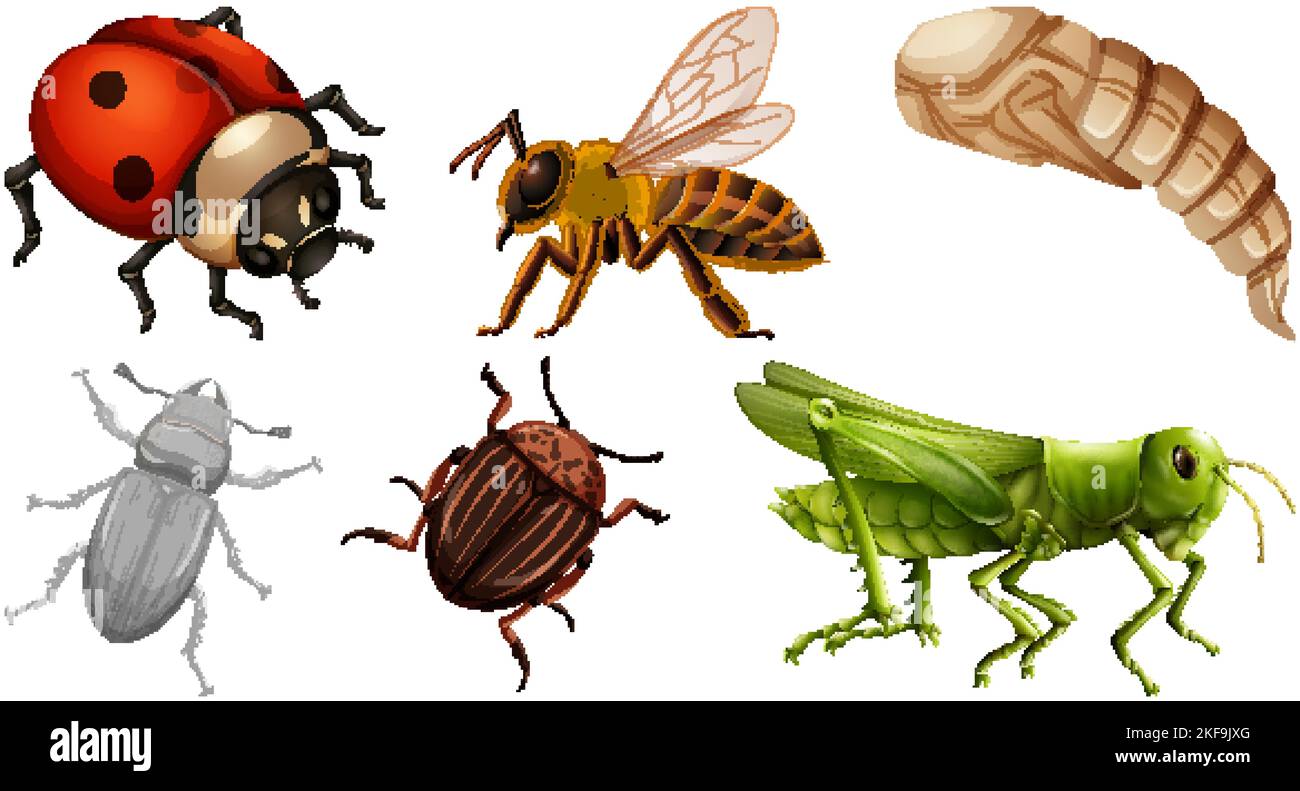 Different Insect Vector Collection of different insects vector illustration Stock Vector Image ...