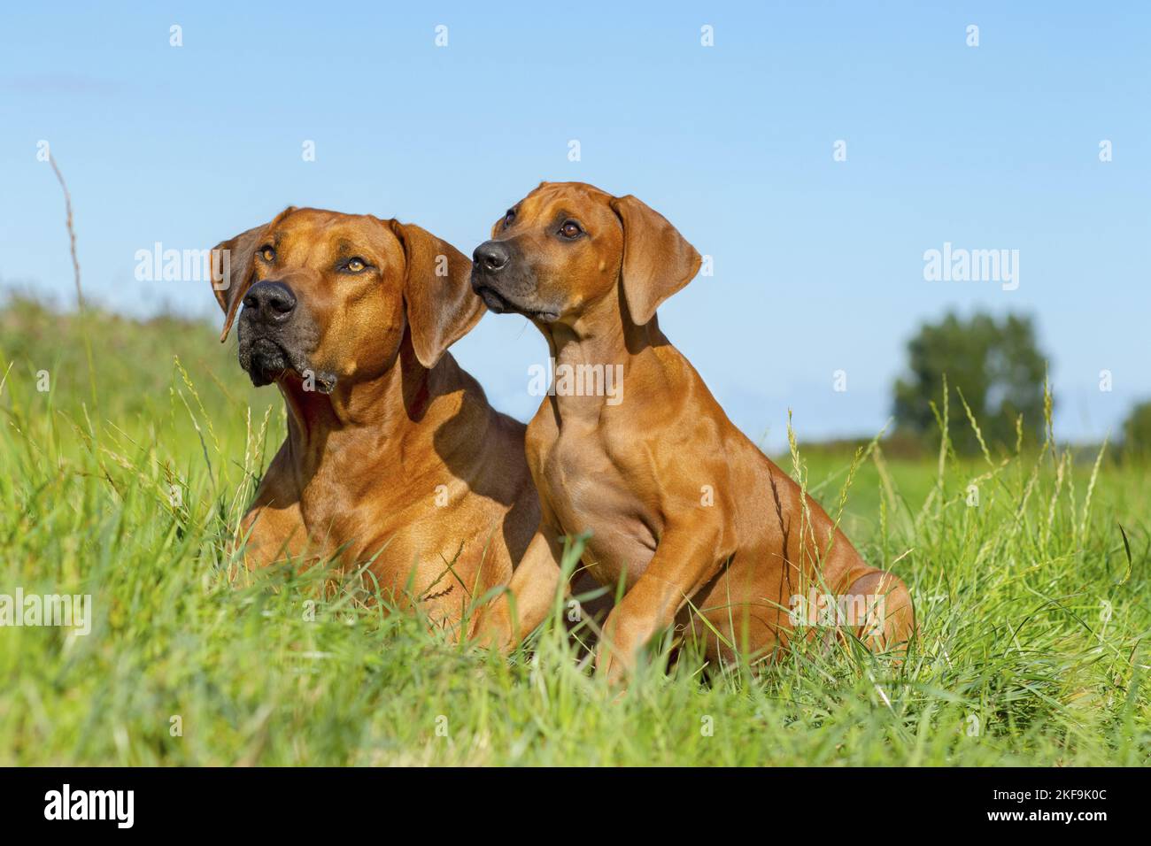2 Rhodesian Ridgebacks Stock Photo - Alamy