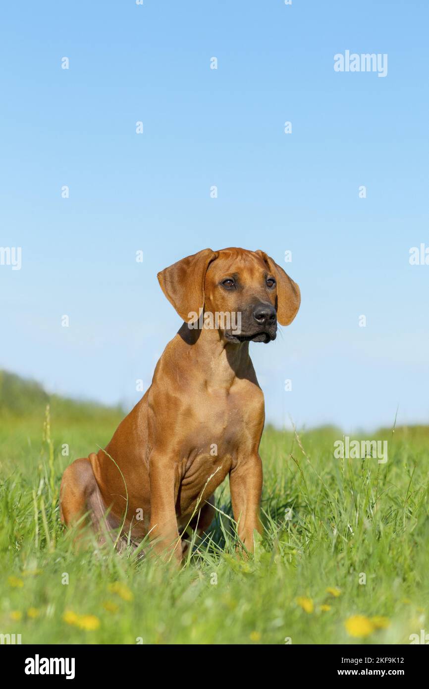 Rhodesian Ridgeback Puppy Stock Photo - Alamy