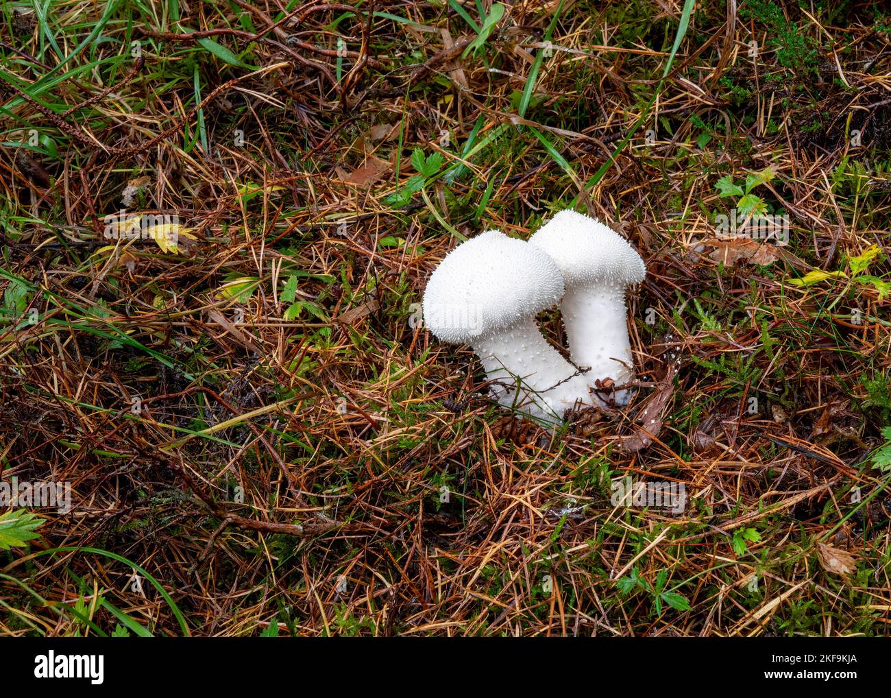 Two young puffball fungi growing amongst grass and pine-needles in Beacon Wood, Penrith, Cumbria, UK Stock Photo