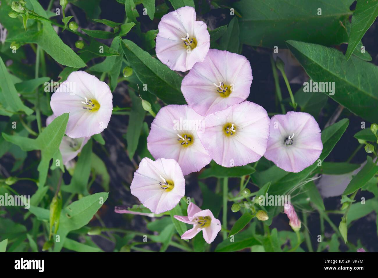 Field bindweed or Convolvulus arvensis or European bindweed or Creeping Jenny or Possession vine herbaceous perennial plant with open flowers surround Stock Photo