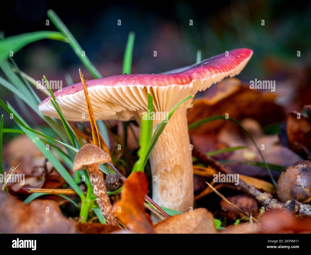 selective focus of a russula mushroom on a forest floor with blurred background Stock Photo