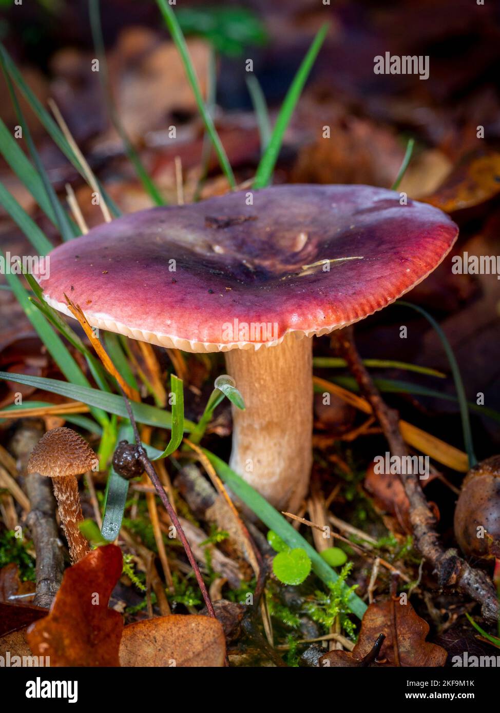 selective focus of a russula mushroom on a forest floor with blurred background Stock Photo