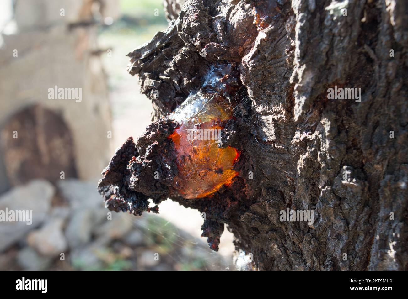Resin on the almond tree bark, natural gum, used as adhesive Stock Photo
