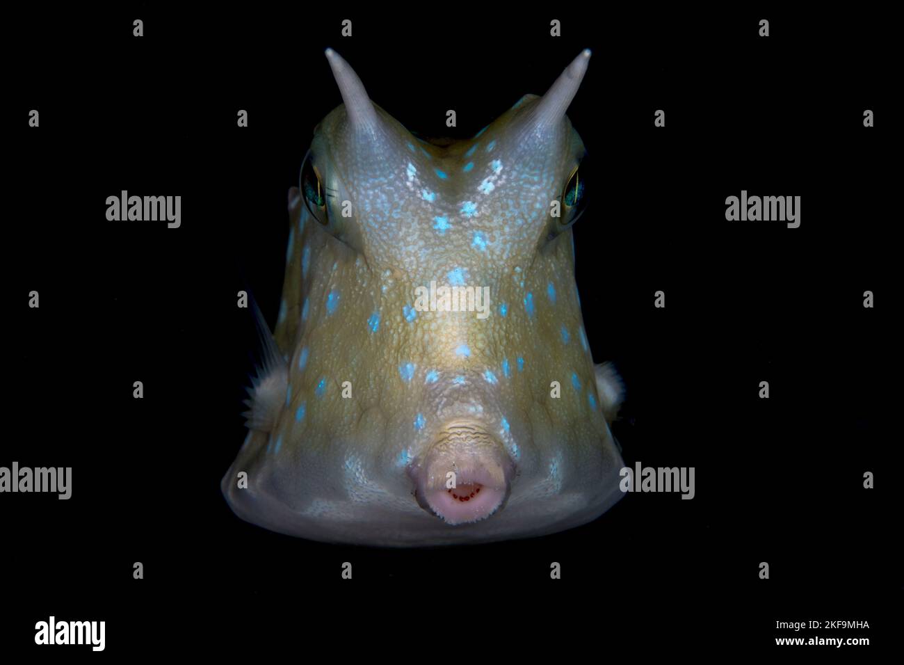 Portrait of long horn cowfish. - Lactoria cornuta Stock Photo
