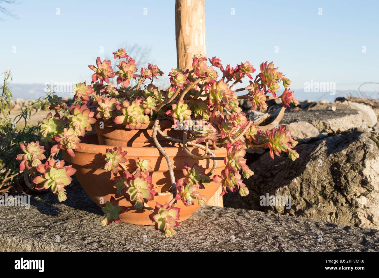 Succulent plant in the flowerpot, sedum palmeri with red leaves during the winter Stock Photo
