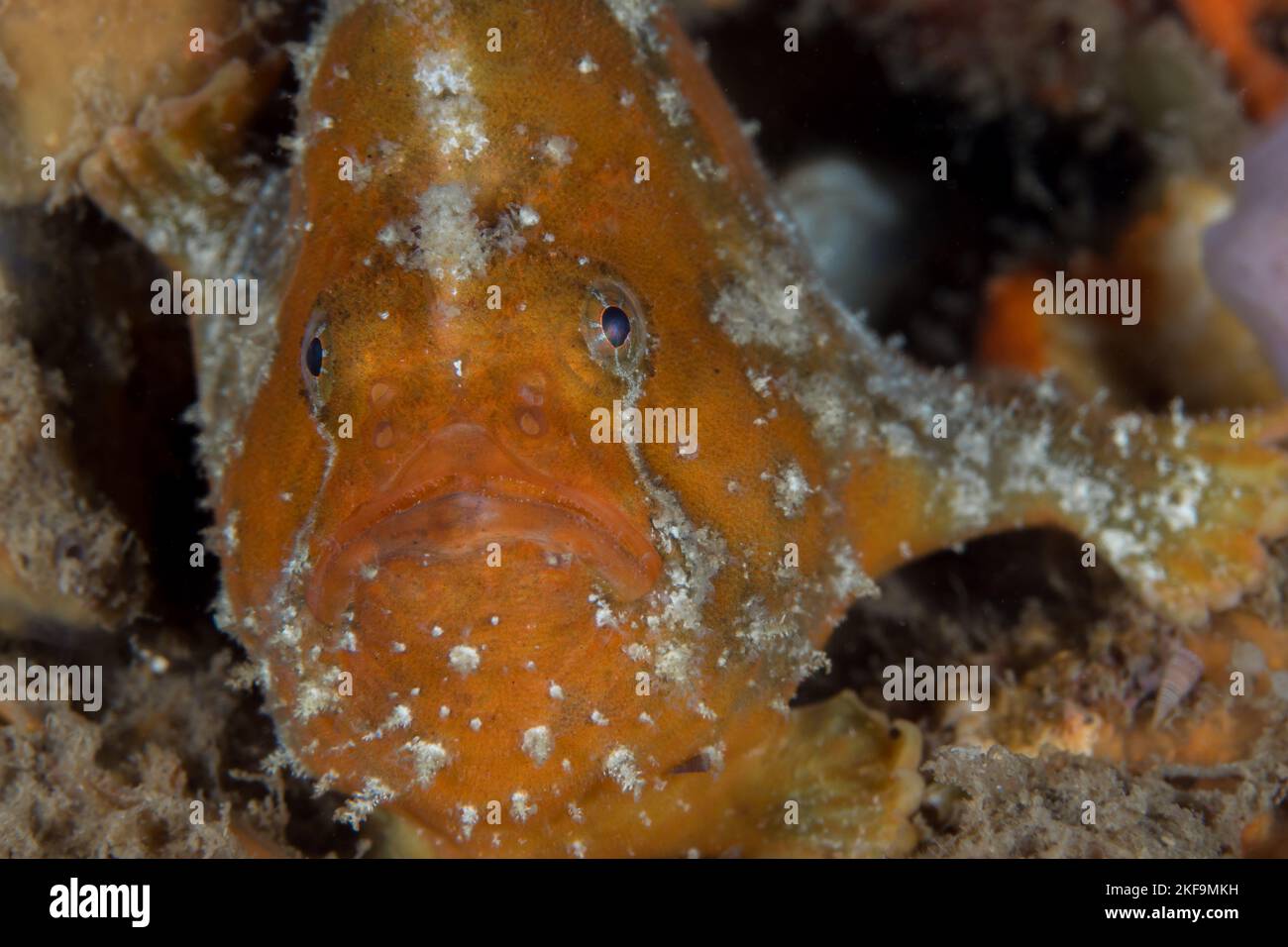 Close of detail of cryptic freckled frogfish - Antennatus coccineus Stock Photo