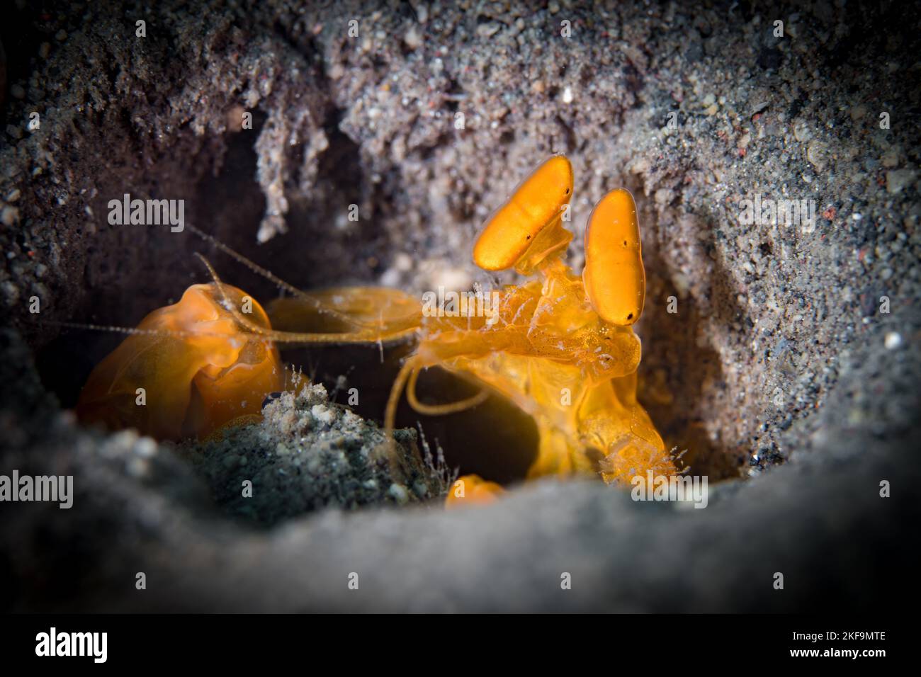 Spearing mantis shrimp gazes out from edge of its hole Stock Photo