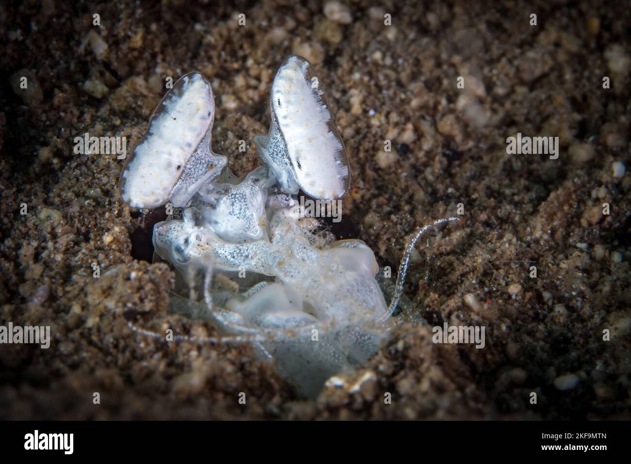 Spearing mantis shrimp gazes out from edge of its hole Stock Photo