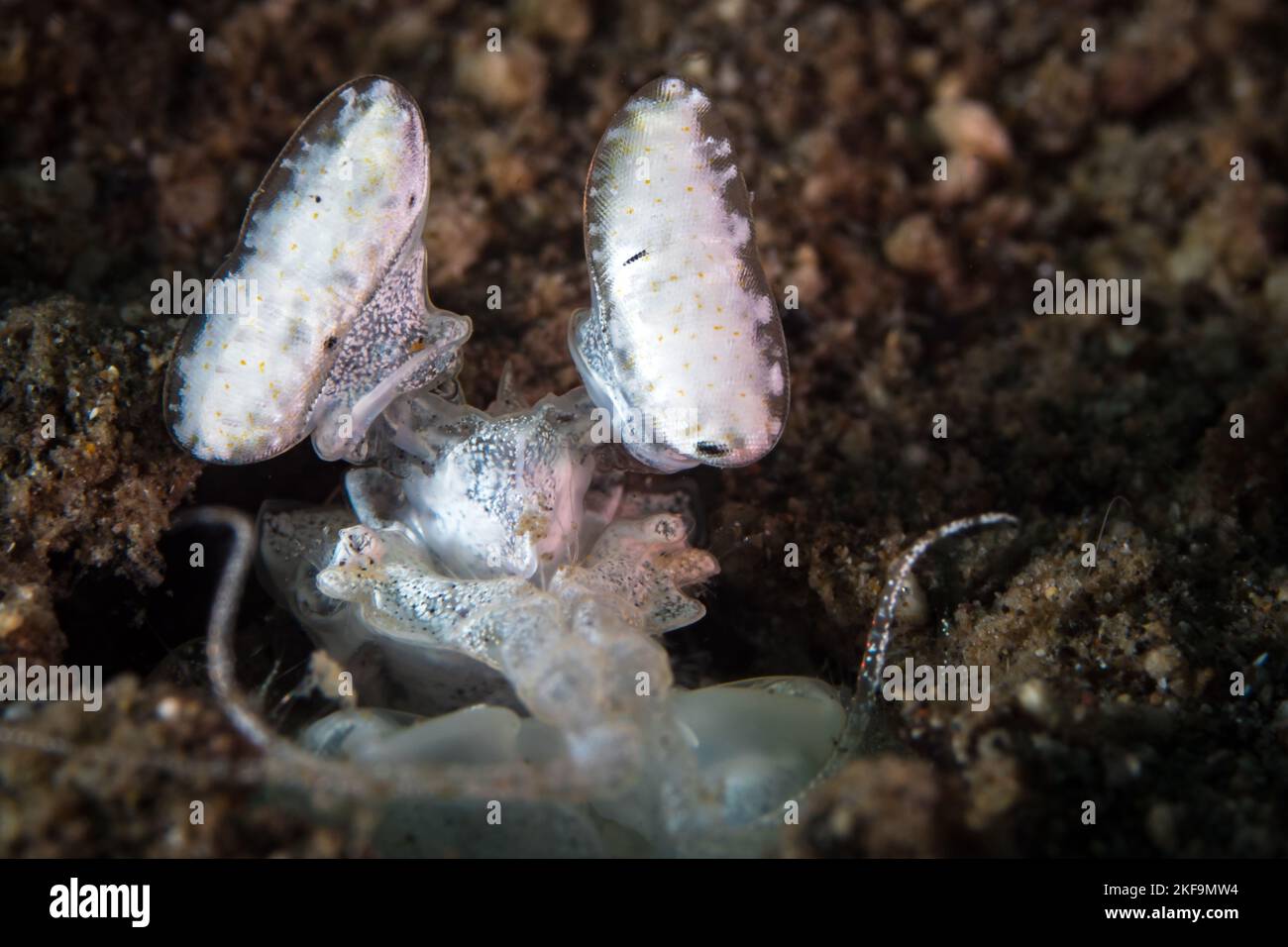 Spearing mantis shrimp gazes out from edge of its hole Stock Photo