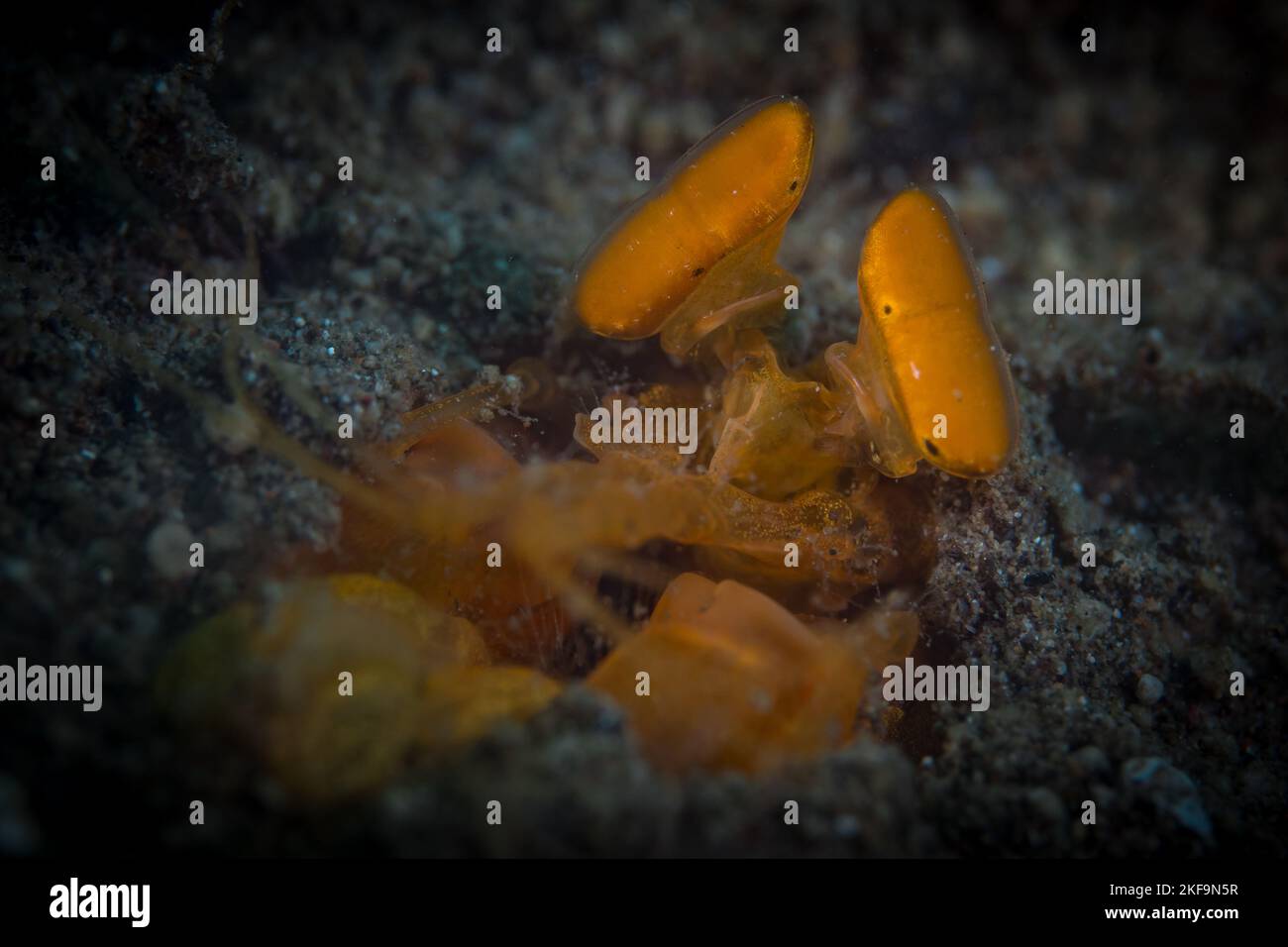 Spearing mantis shrimp gazes out from edge of its hole Stock Photo