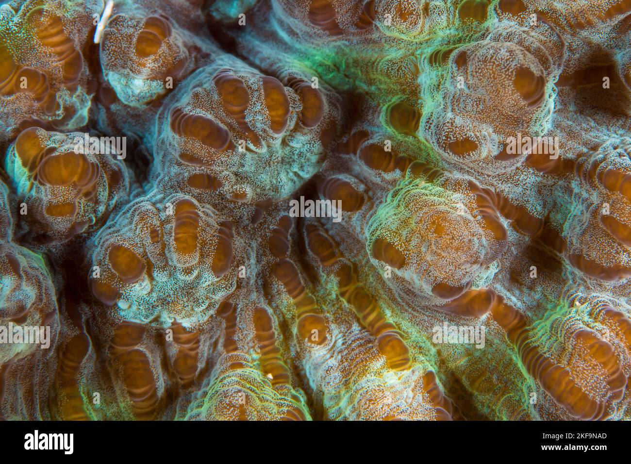Close up detailed colorful view of healthy coral polyps Stock Photo