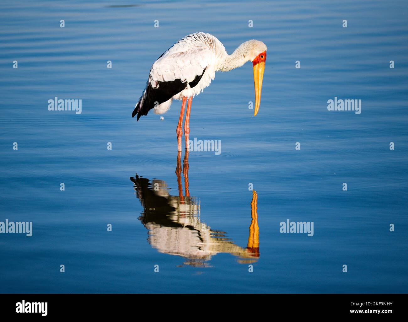 Yellow-billed Stork Stock Photo