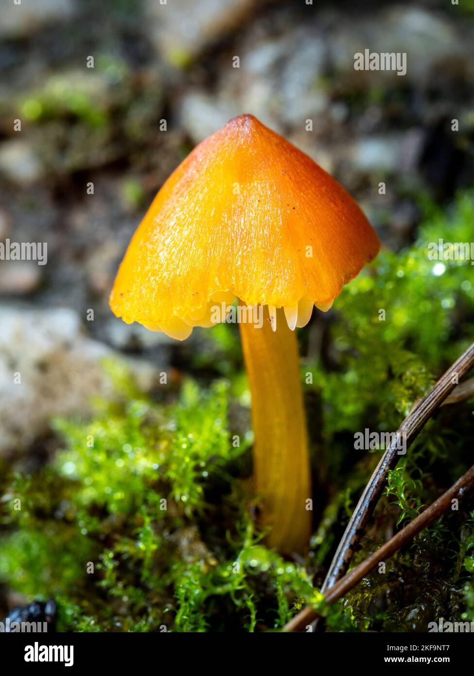 selective focus of a blackening waxcap, witch's hat, conical wax cap or conical slimy mushroom (caphygrocybe conica) on a forest floor with blurred ba Stock Photo
