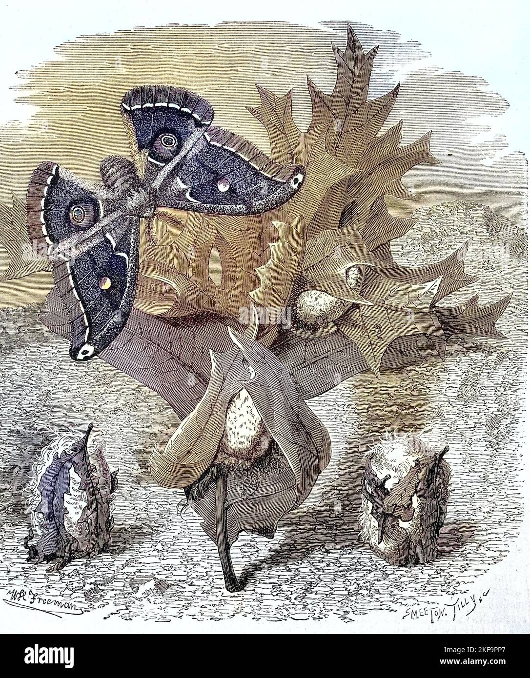Schmetterling, Nachtfalter, Attacus polyphemos  /  Attacus, a kind of Atlas moth, is a large saturniid moth, Historisch, historical, digital improved reproduction of an original from the 19th centu, genaues Originaldatum nicht bekannt Stock Photo