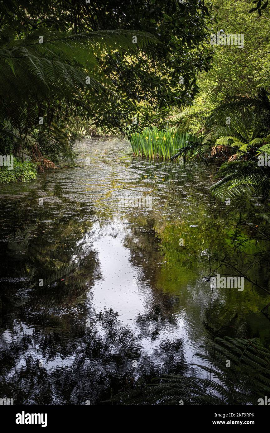 A pond in the wild sub-tropical Penjjick Garden in Cornwall.  Penjerrick Garden is recognised as Cornwalls true jungle garden in England in the UK. Stock Photo