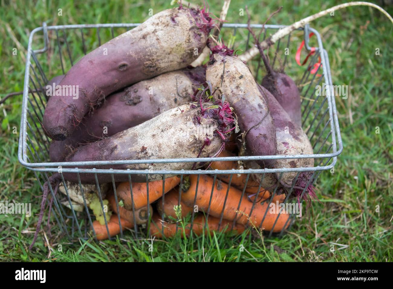 A wire basket full of freshly picked beetroots and carrots placed on the grass Stock Photo