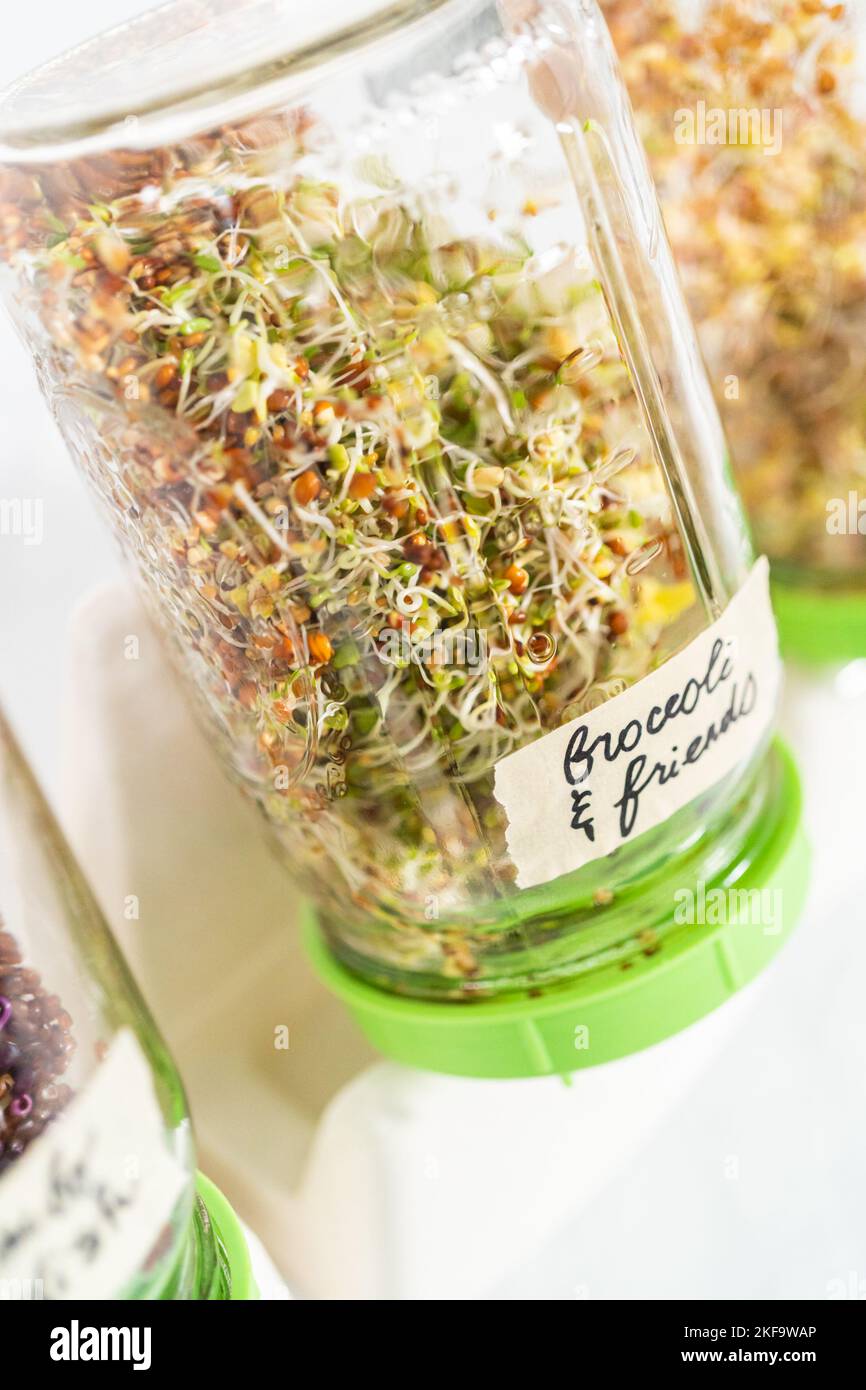 Growing sprouts in a jar Stock Photo Alamy