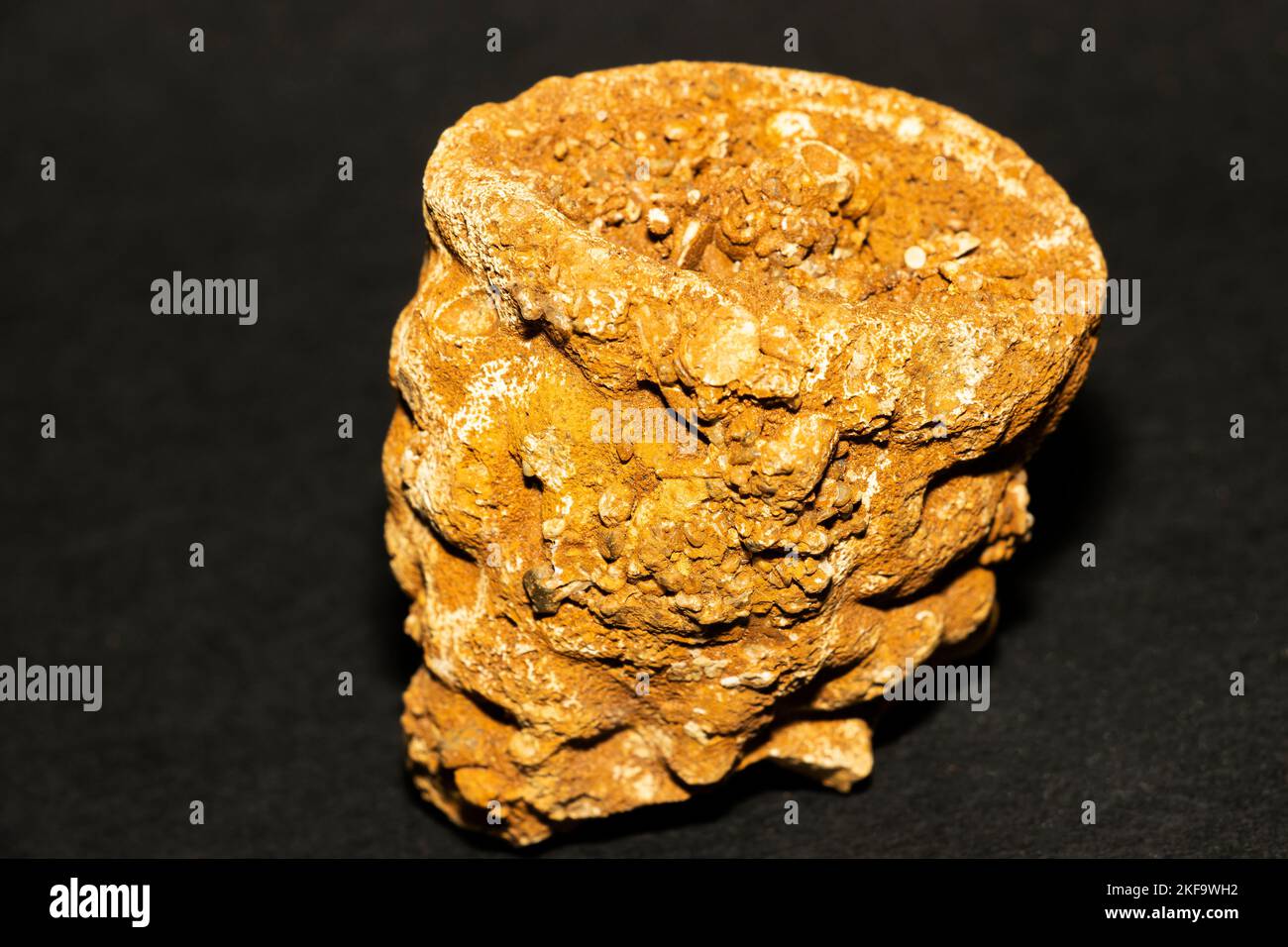 The fossil of an ancient sponge that thrived in the tropical shallow seas during the Cretaceous period 115 million years ago. Stock Photo