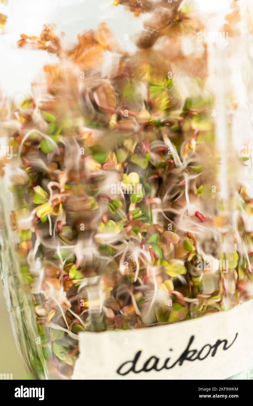 Growing sprouts in a jar Stock Photo Alamy
