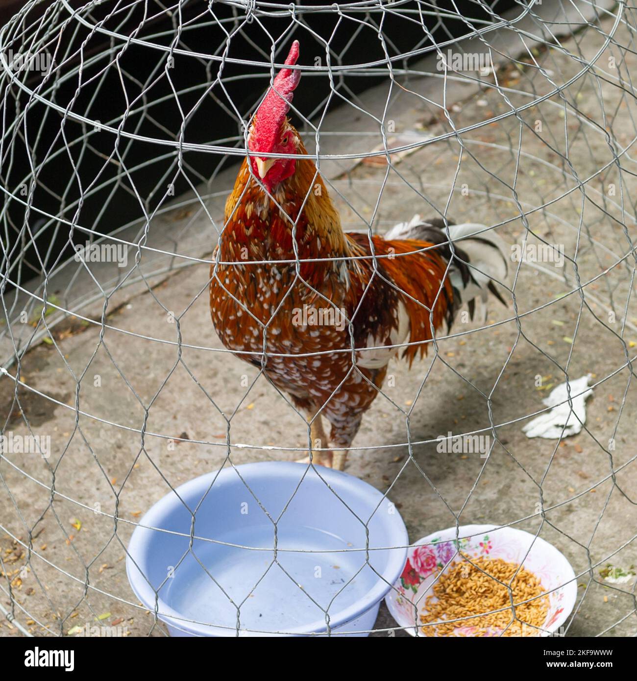Live chickens for sale on the streets of Ho Chi Minh City, Vietnam