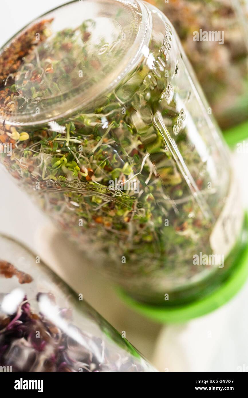 Growing sprouts in a jar Stock Photo Alamy
