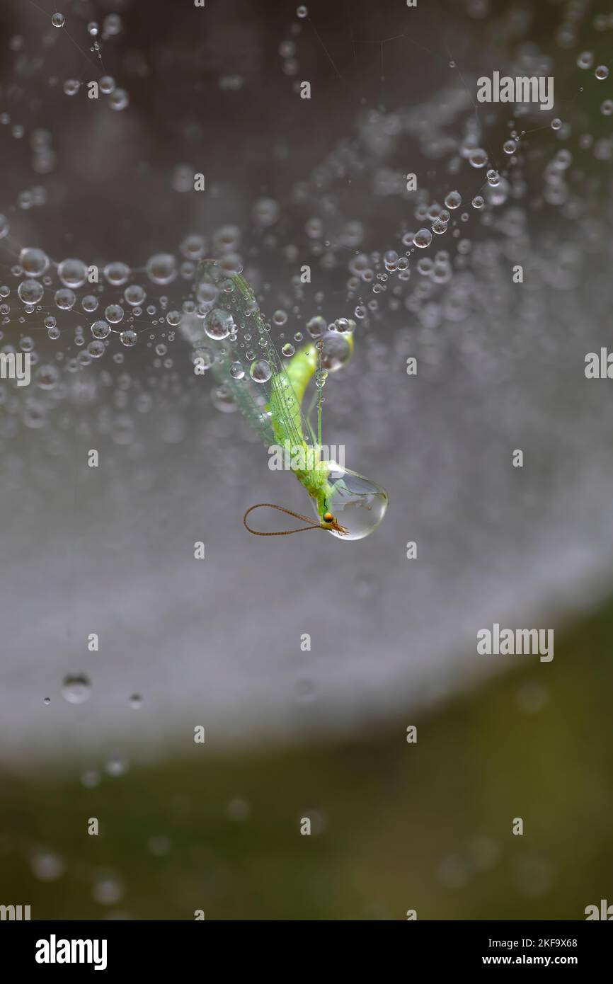 green mosquito chrysopa trapped in a spider web with raindrops. vertical macro photography of animals and nature. copy space. Stock Photo