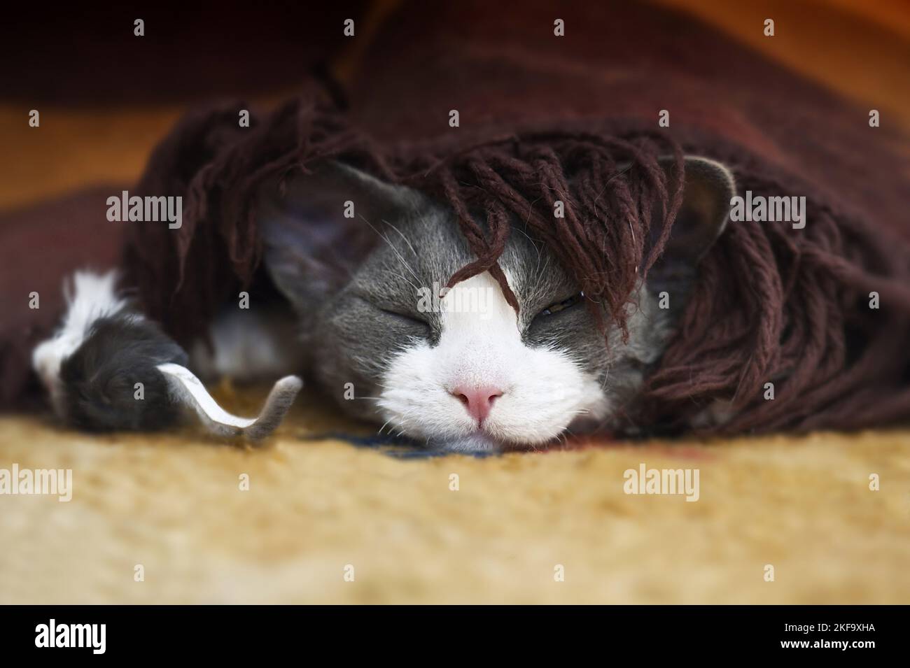 sleeping Devon Rex Stock Photo