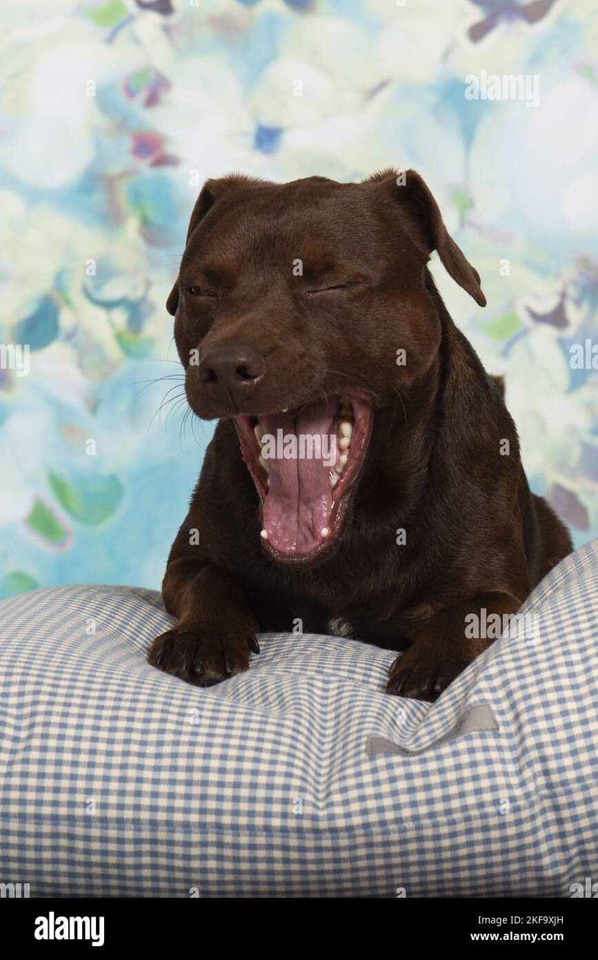 lying Patterdale Terrier Stock Photo