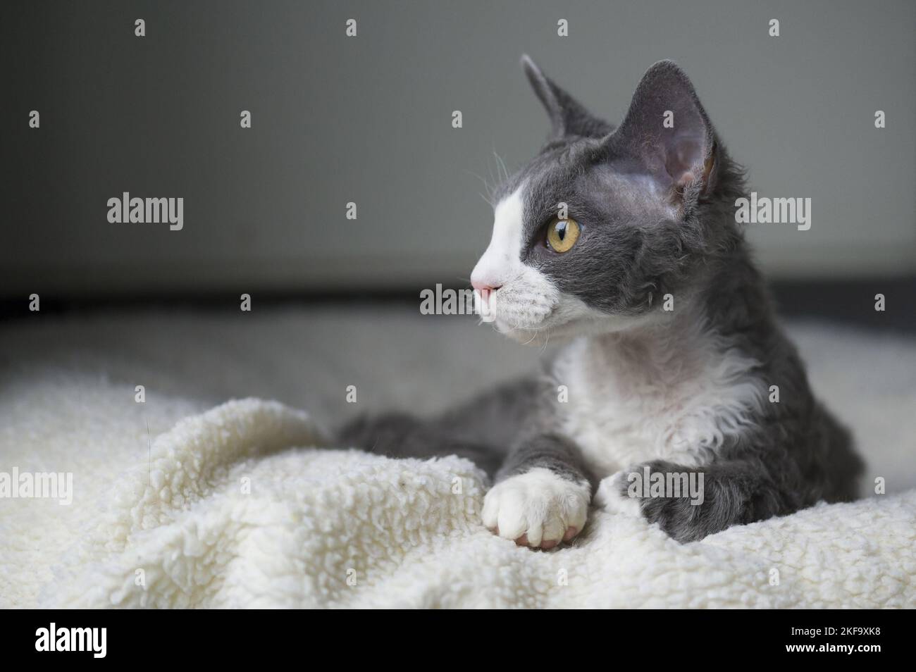 lying Devon Rex Stock Photo