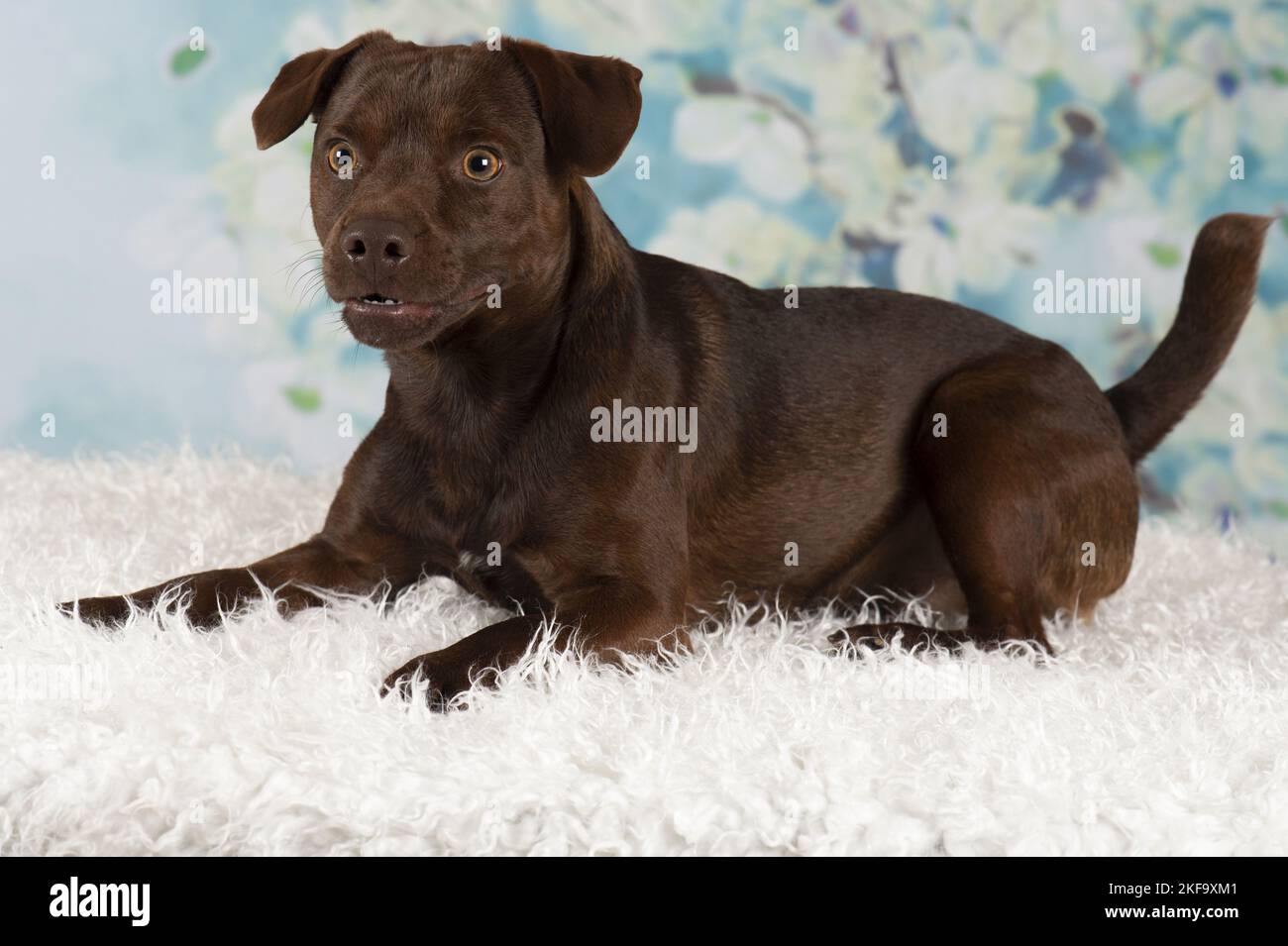 lying Patterdale Terrier Stock Photo