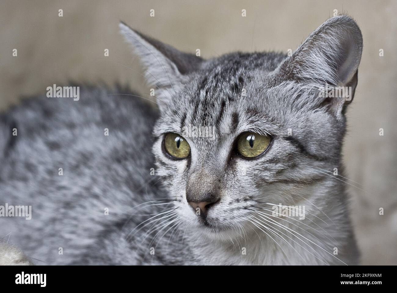 Egyptian Mau Portrait Stock Photo - Alamy