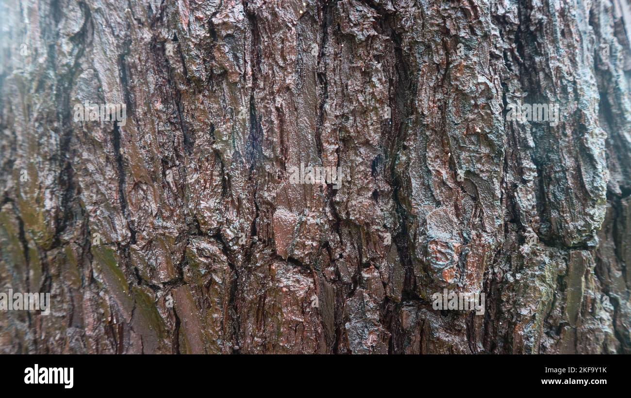 pine bark texture as background Stock Photo - Alamy