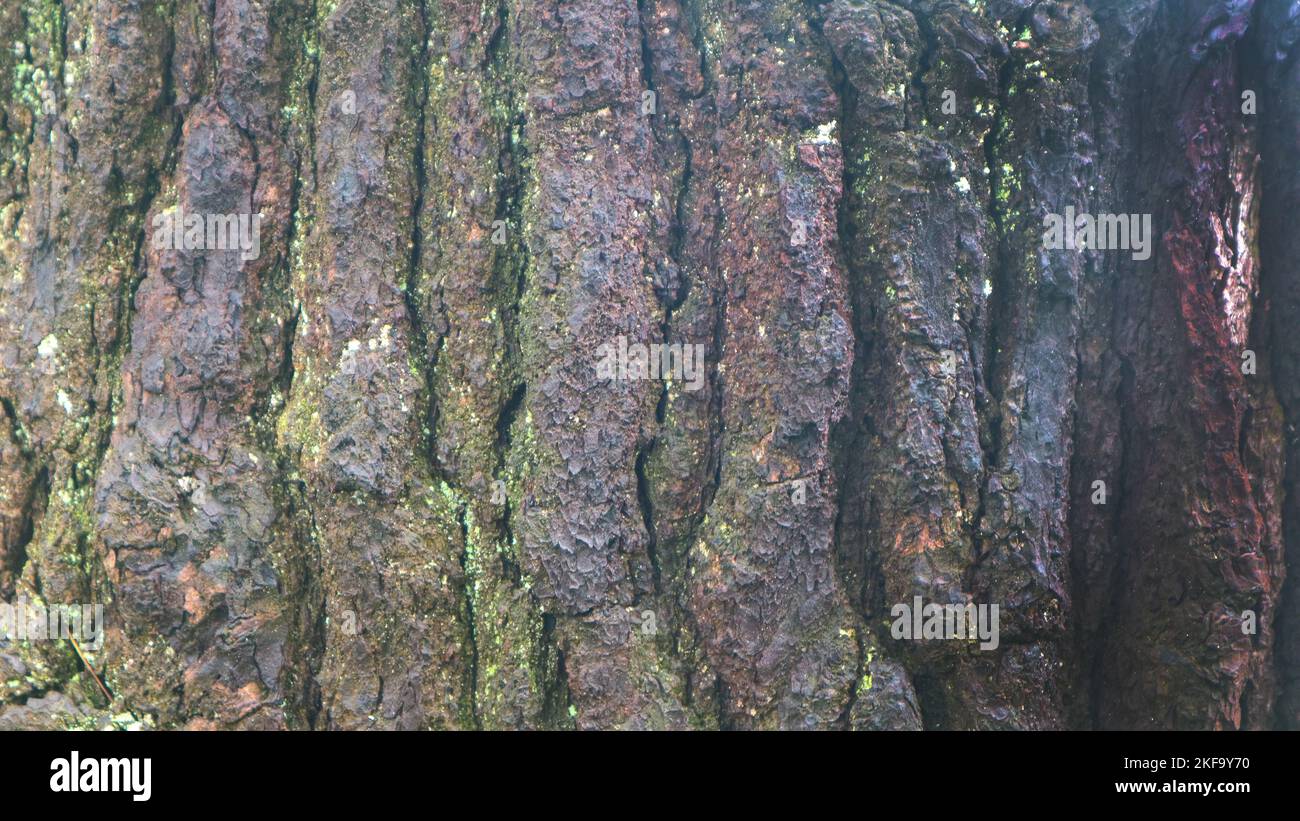 pine bark texture as background Stock Photo - Alamy
