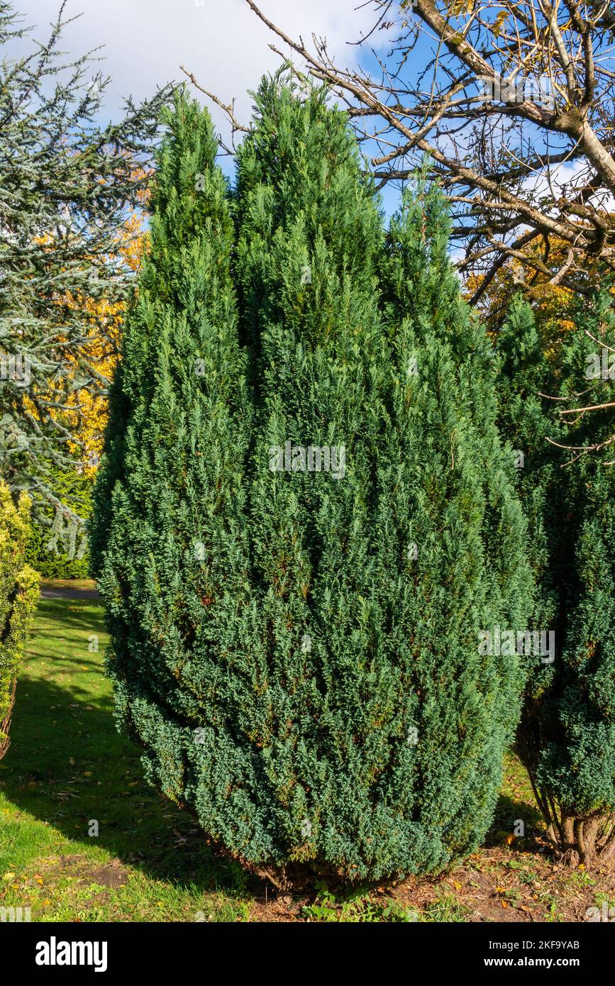 Juniper (Juniperus) a shrub tree with a needle shaped leaves commonly used as an ornamental plant in gardens, stock photo image Stock Photo