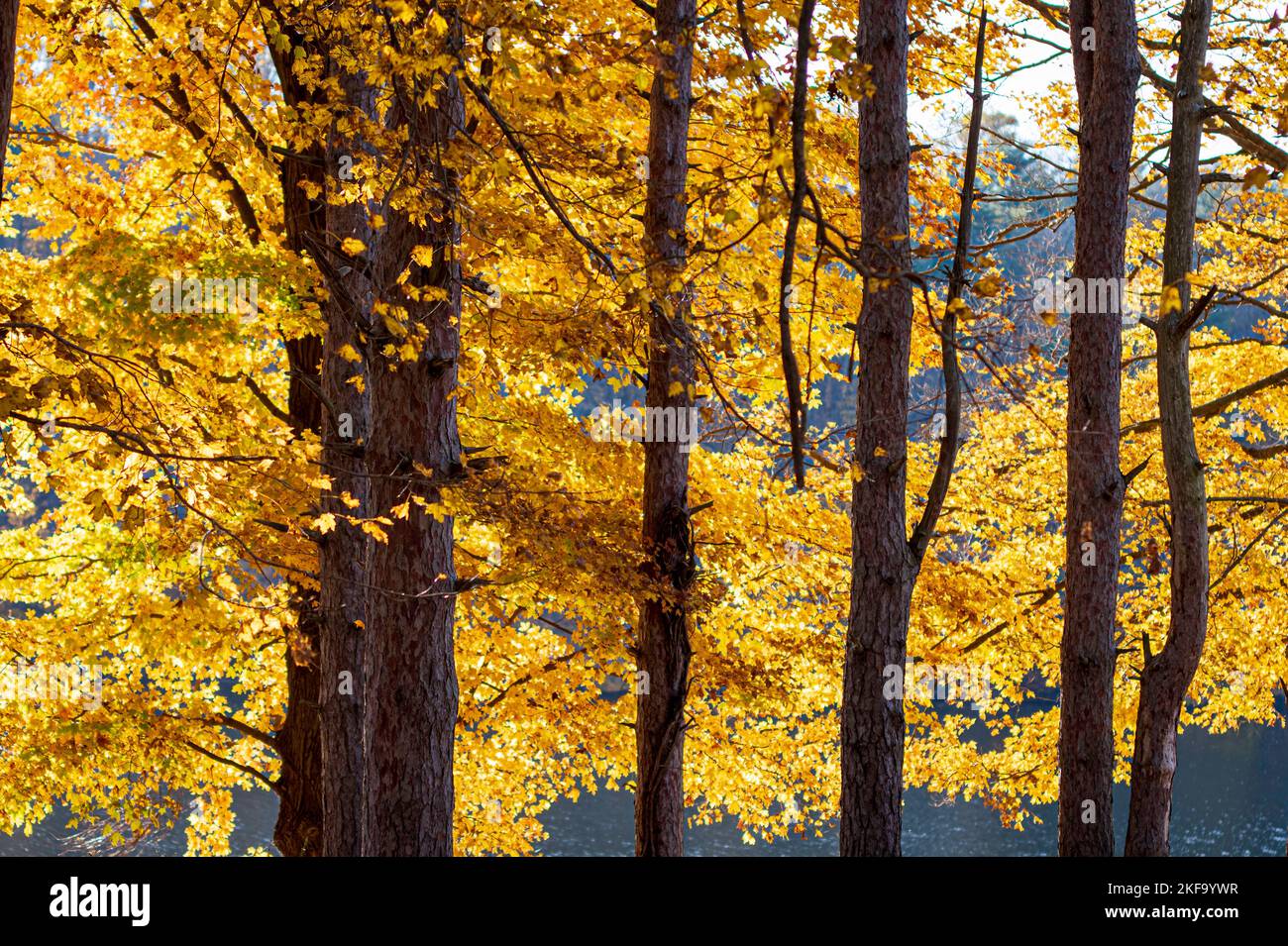 Autumn background of trees with backlit yellow leaves. Stock Photo